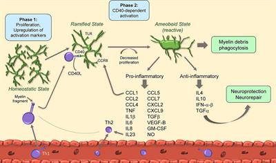 Dynamic Responses of Microglia in Animal Models of Multiple Sclerosis